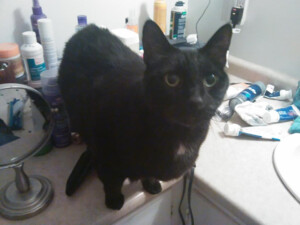 masterful-cat-nd1.png