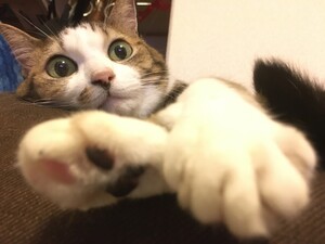 the-masterful-cat-is-depressed-again-today-richard-eisenbeis-