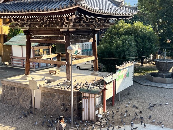 osudori_2371