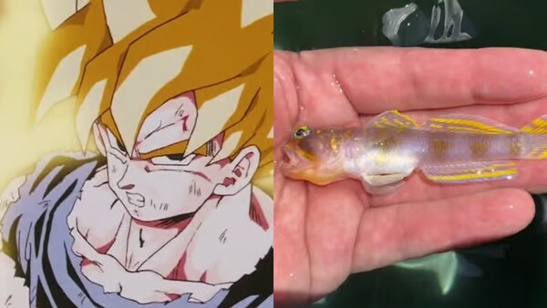 goku_vanderhorstia_supersaiyan